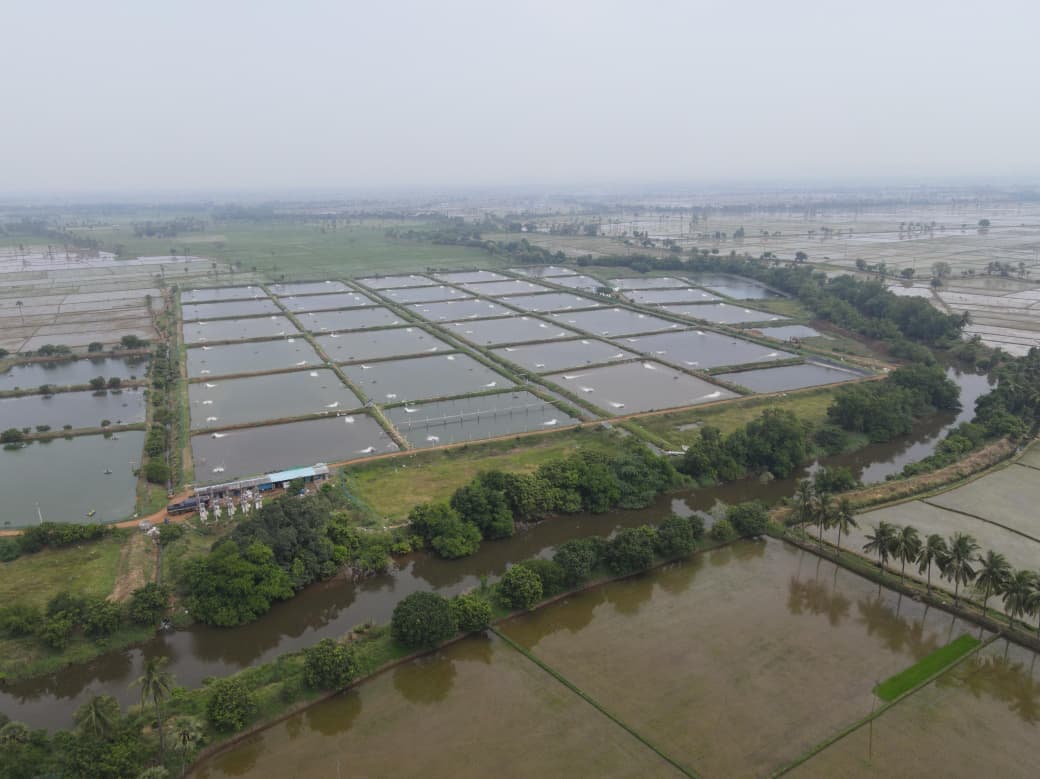 Vannamei Aquaculture Farm 1